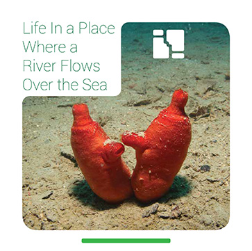 Life In a Place Where a River Flows Over the Sea