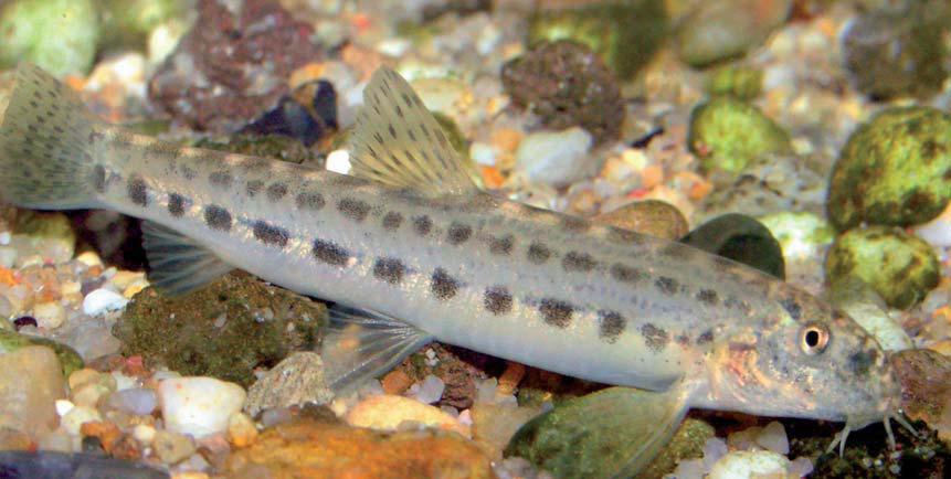 Cetinski vijun (engl. Dalmatian spined loach)