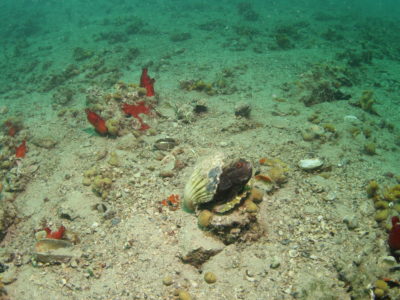 Jakovska kapica (engl. Pilgrim’s scallop)