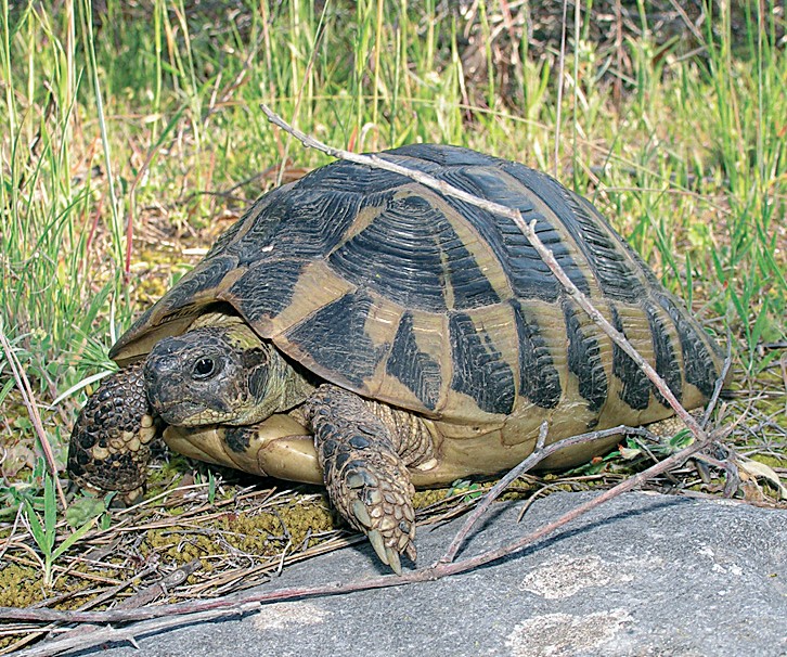 Kopnena kornjača