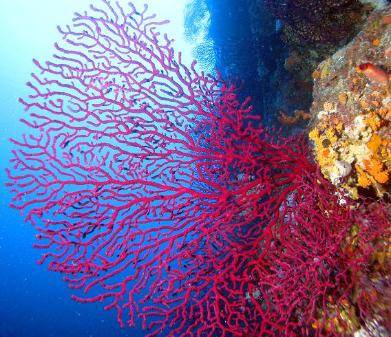 Ljubičasta gorgonija (Purple gorgonian)