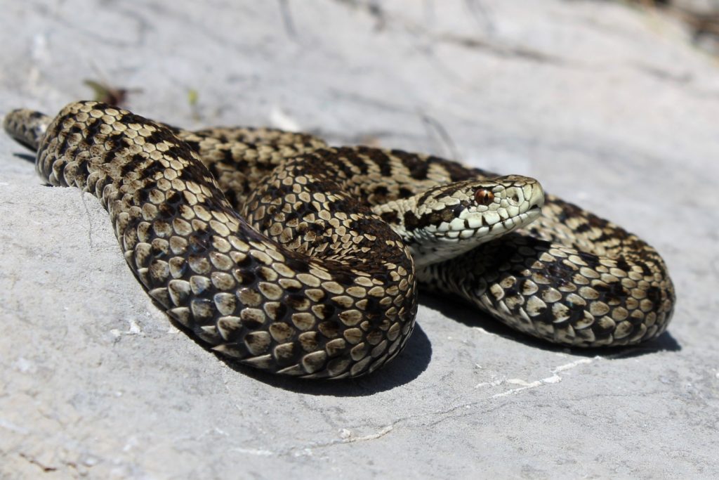 Planinski žutokrug (engl. Meadow viper)