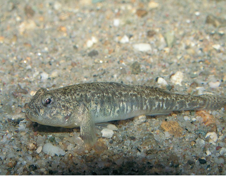 Visovački glavoč (engl. Visovac goby)