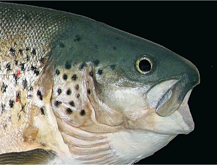 Zlousta (engl. Soft- muzzled trout)