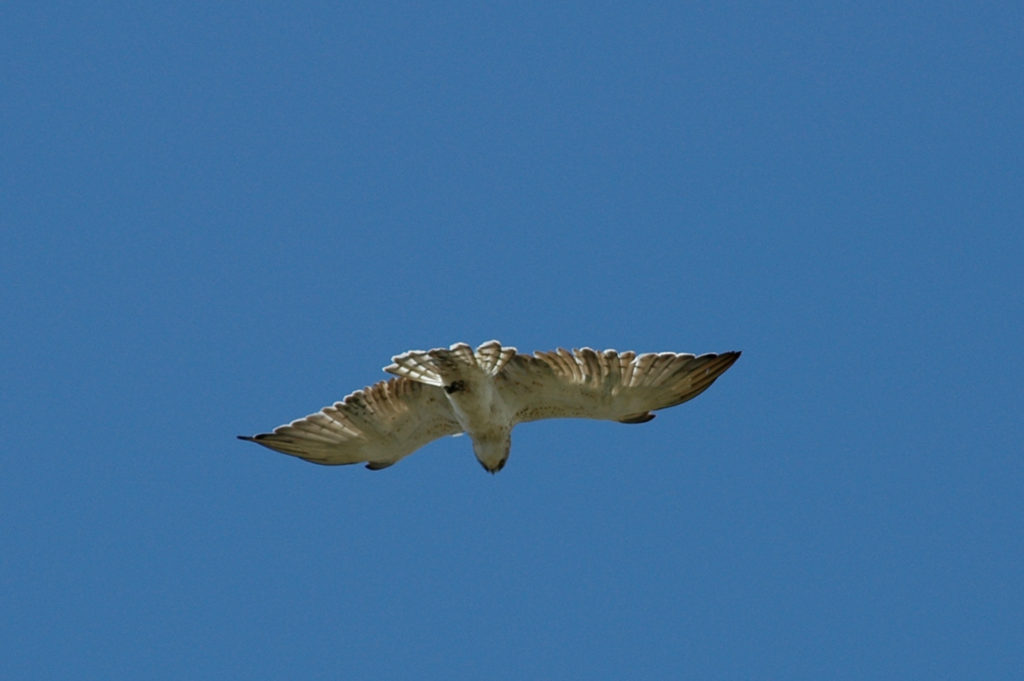 Zmijar (engl. Short-toed snake eagle)