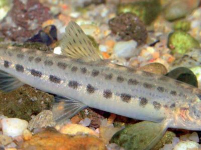 Cetinski vijun (engl. Dalmatian spined loach)