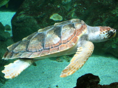 Glavata želva (engl. Loggerhead sea turtle)