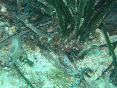 Visovački glavoč (engl. Visovac goby)