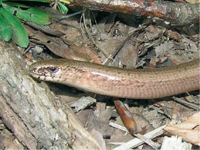 Sljepić (engl. Slow worm)