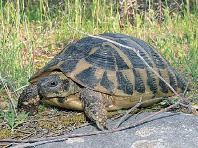 Kopnena kornjača (engl. Hermann's tortoise)