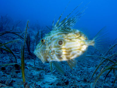 Kovač (engl. John dory)