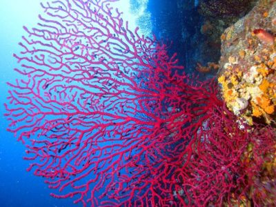 Ljubičasta gorgonija (engl. Purple gorgonian)