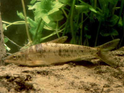 Oštrulja (engl. Dalmatian barbel gudgeon)