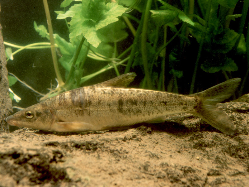 Oštrulja (engl. Dalmatian barbel gudgeon)