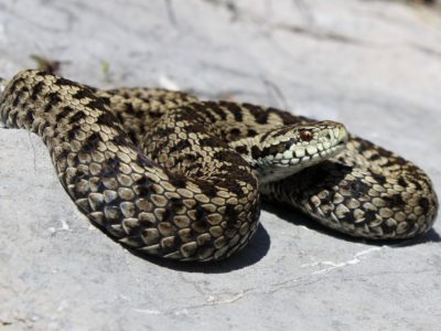 Planinski žutokrug (engl. Meadow viper)