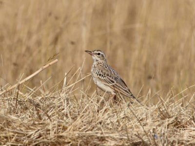 Primorska trepteljka (engl. Tawny pipit)