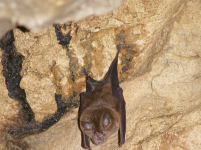 Veliki potkovnjak (engl. Greater horseshoe bat)