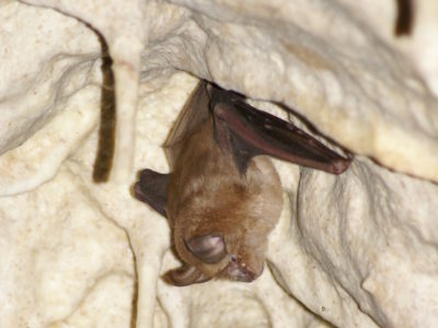 Veliki potkovnjak (engl. Greater horseshoe bat)