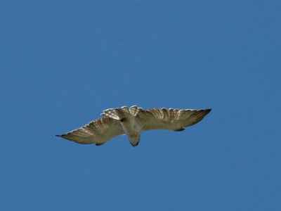 Zmijar (engl. Short-toed snake eagle)