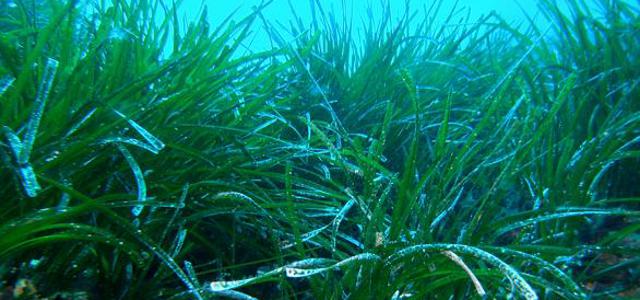 Završena biospeleološka istraživanja potopljenog speleoobjekta špilja Drvenik, otok Drvenik kod Zlarina