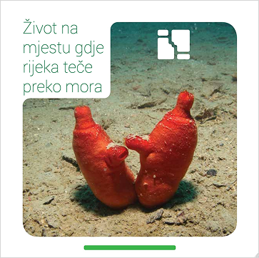 Život na mjestu gdje rijeka teče preko mora