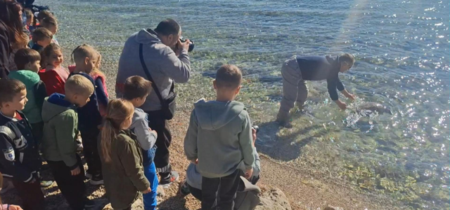 Mlada glavata želva Frane nakon oporavka vraćena u more u Tribunju